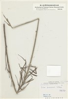 藏品(臺灣百合)的圖片